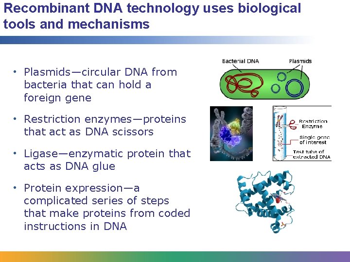 Recombinant DNA technology uses biological tools and mechanisms • Plasmids—circular DNA from bacteria that