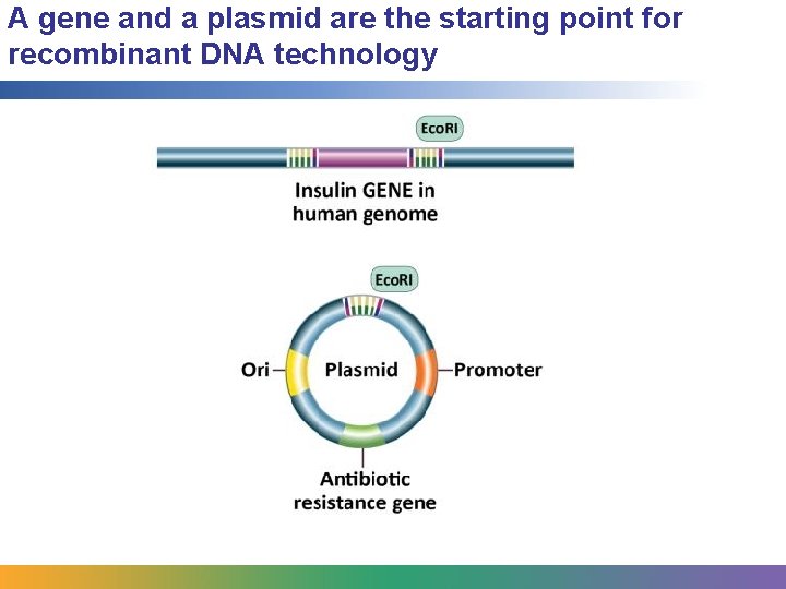 A gene and a plasmid are the starting point for recombinant DNA technology 