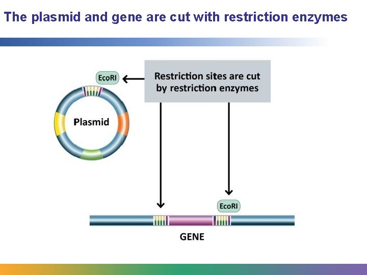 The plasmid and gene are cut with restriction enzymes 