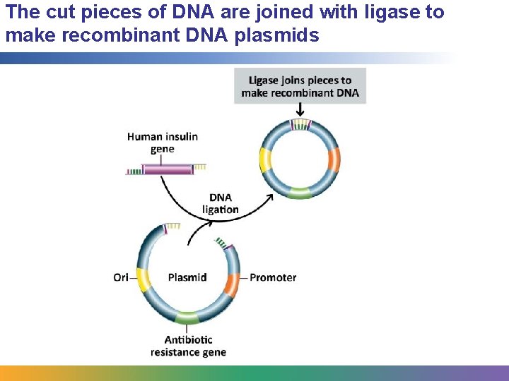 The cut pieces of DNA are joined with ligase to make recombinant DNA plasmids