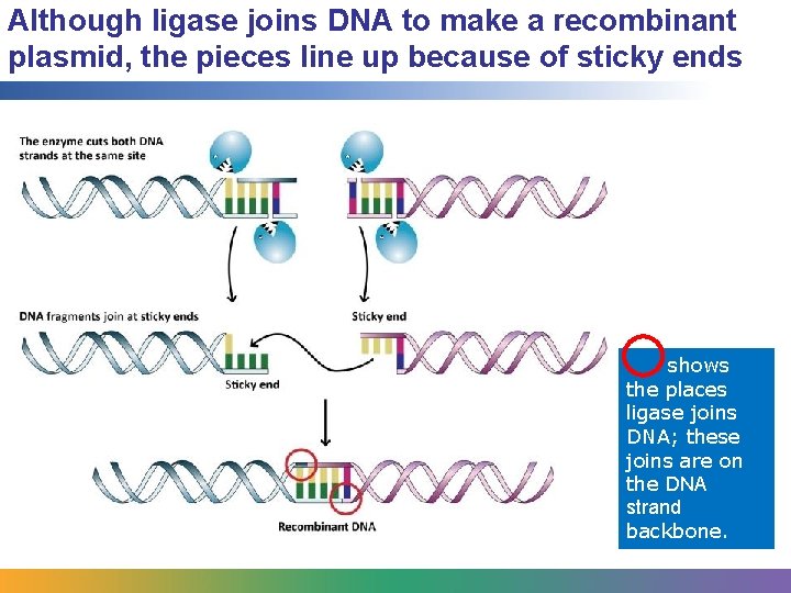 Although ligase joins DNA to make a recombinant plasmid, the pieces line up because