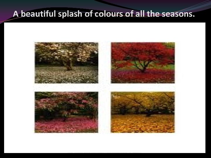 A beautiful splash of colours of all the seasons. 