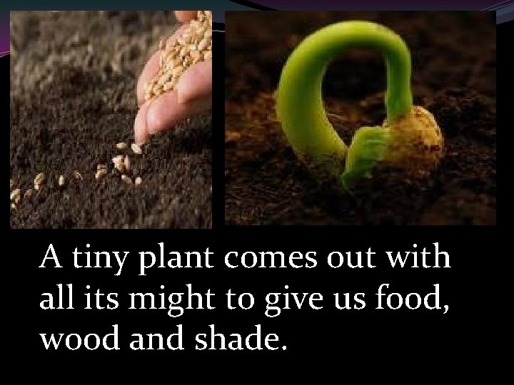 A tiny plant comes out with all its might to give us food, wood