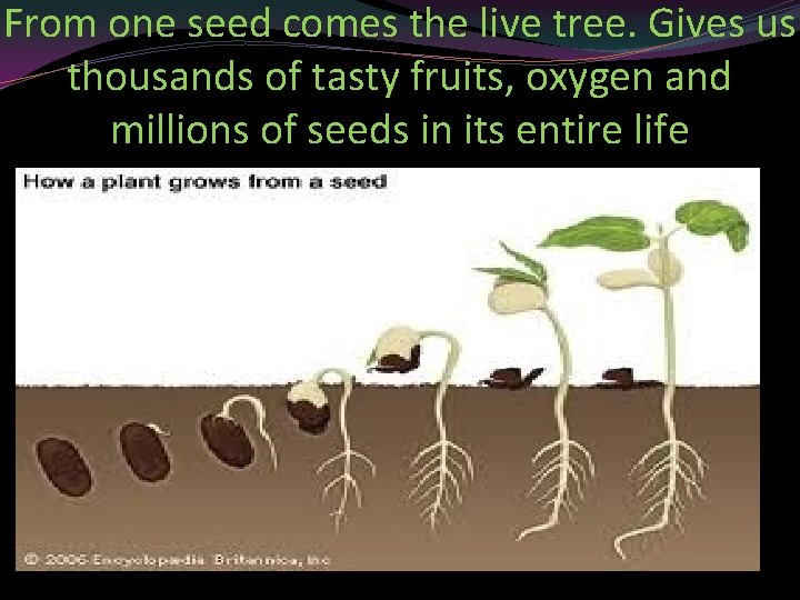 From one seed comes the live tree. Gives us thousands of tasty fruits, oxygen