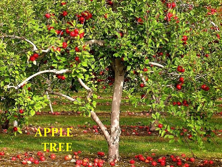 APPLE TREE 