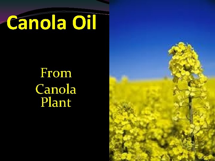 Canola Oil From Canola Plant 