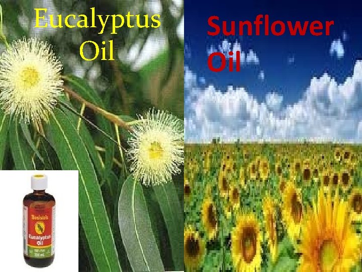 Eculyptus Eucalyptus Oil Sunflower Oil 