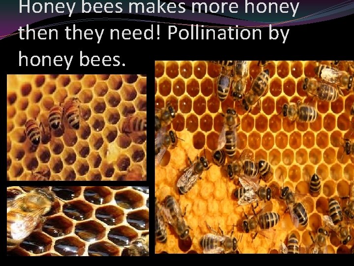 Honey bees makes more honey then they need! Pollination by honey bees. 