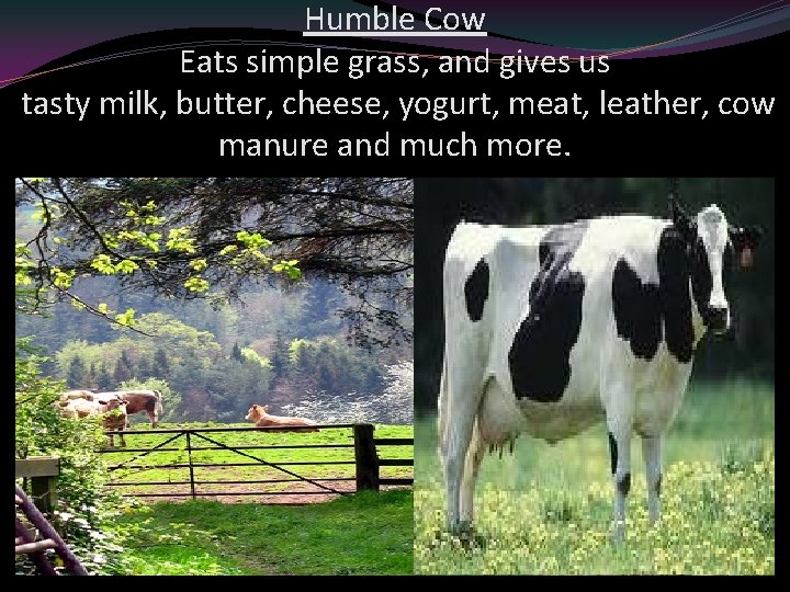 Humble Cow Eats simple grass, and gives us tasty milk, butter, cheese, yogurt, meat,