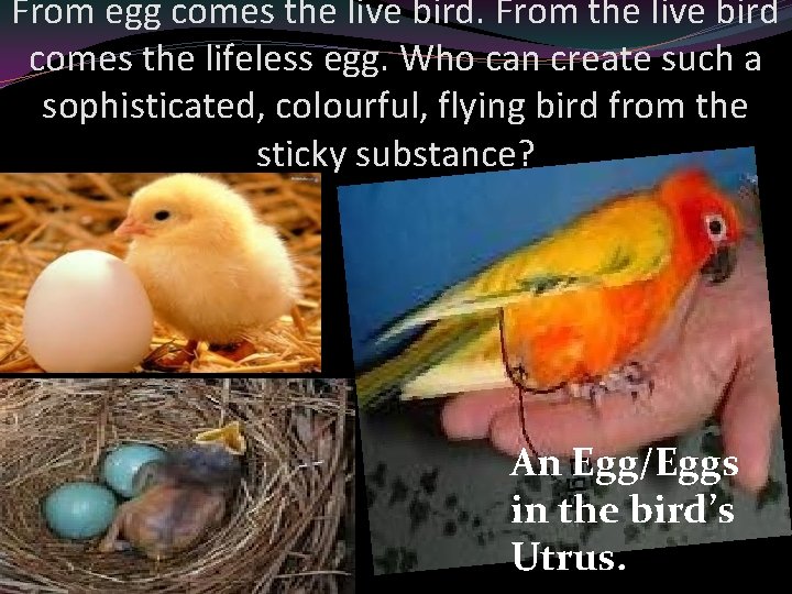 From egg comes the live bird. From the live bird comes the lifeless egg.