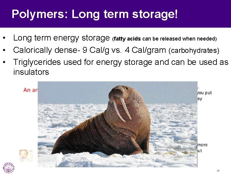 Polymers: Long term storage! • Long term energy storage (fatty acids can be released