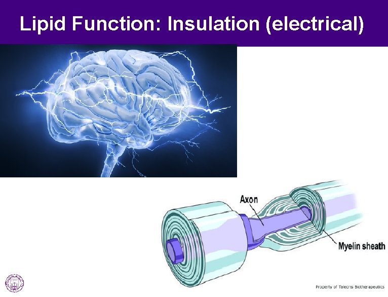 Lipid Function: Insulation (electrical) 17 