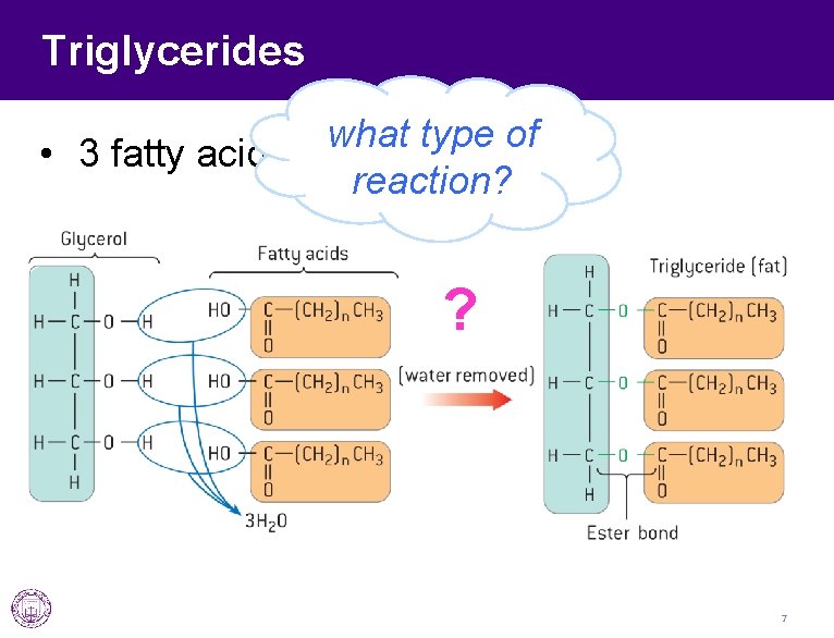 Triglycerides what type of • 3 fatty acids + 1 glycerol reaction? ? 7