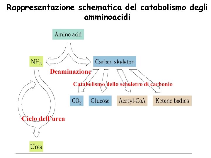 Rappresentazione schematica del catabolismo degli amminoacidi 
