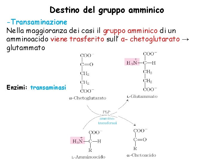 Destino del gruppo amminico -Transaminazione Nella maggioranza dei casi il gruppo amminico di un