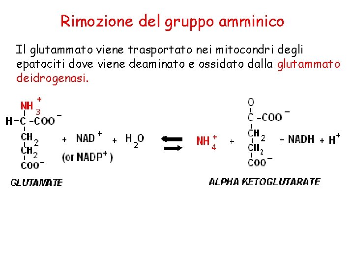 Rimozione del gruppo amminico Il glutammato viene trasportato nei mitocondri degli epatociti dove viene