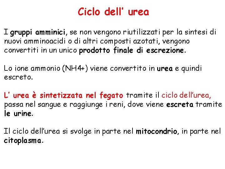 Ciclo dell’ urea I gruppi amminici, se non vengono riutilizzati per la sintesi di