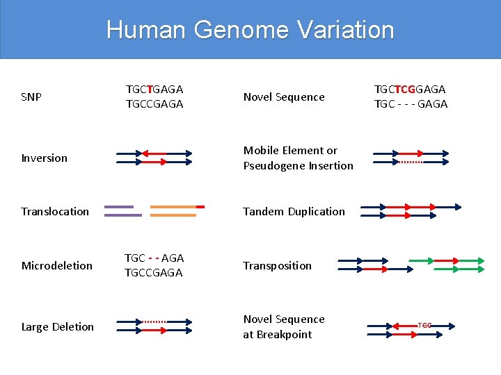 Human Genome Variation SNP TGCTGAGA TGCCGAGA Novel Sequence Inversion Mobile Element or Pseudogene Insertion