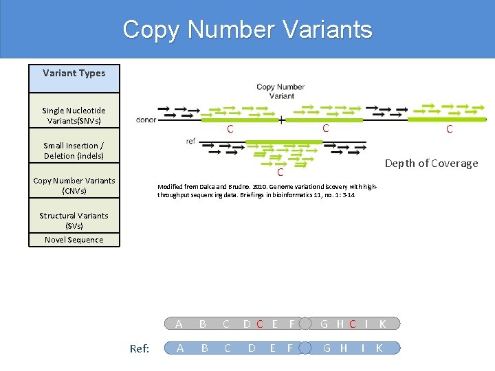 Copy Number Variants Variant Types Single Nucleotide Variants(SNVs) C C C Small Insertion /