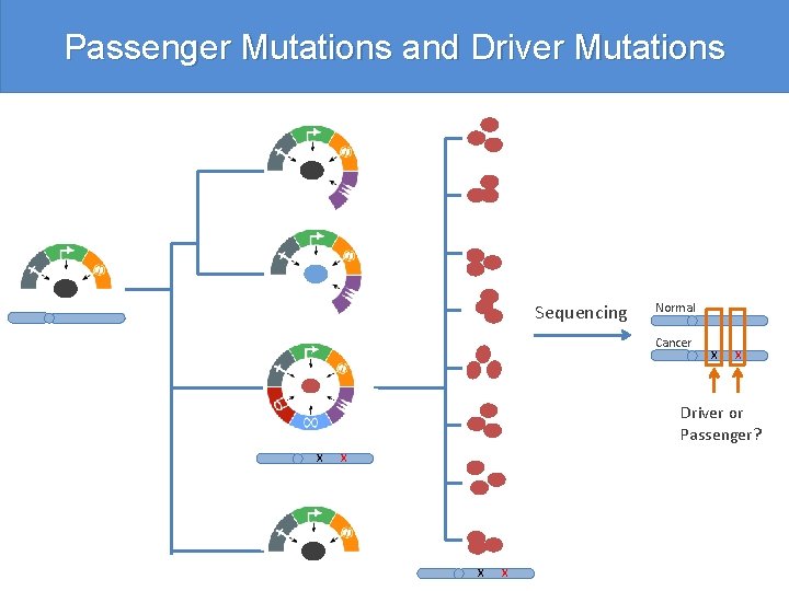 Passenger Mutations and Driver Mutations Sequencing Normal Cancer X X Driver or Passenger? X