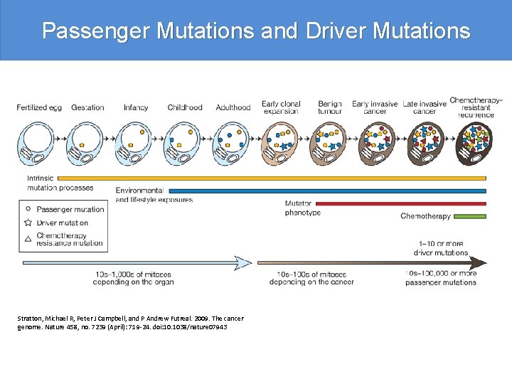 Passenger Mutations and Driver Mutations Stratton, Michael R, Peter J Campbell, and P Andrew