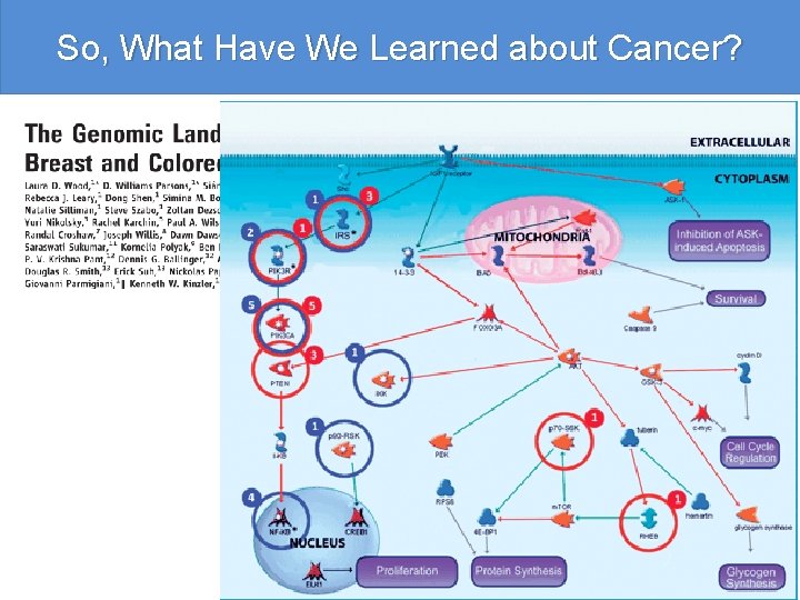 So, What Have We Learned about Cancer? 