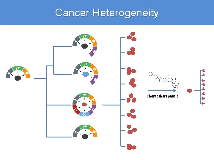 Cancer Heterogeneity Chemotherapeutic 