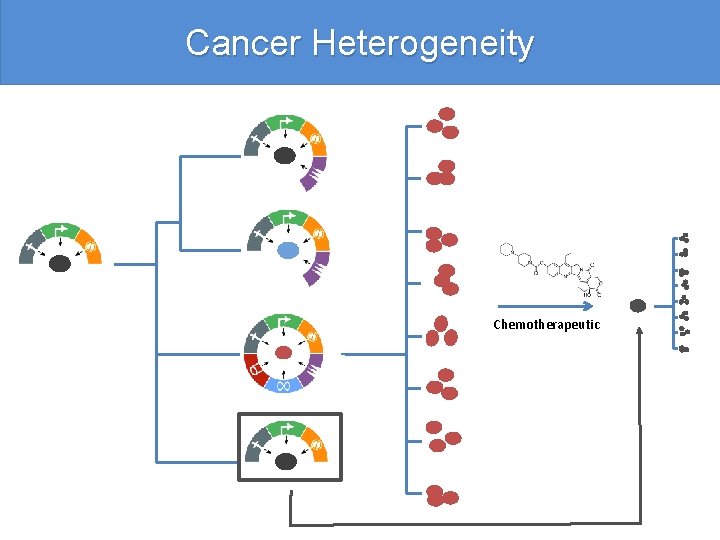 Cancer Heterogeneity Chemotherapeutic 