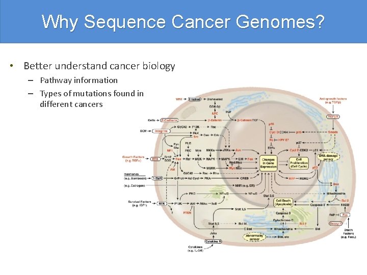 Why Sequence Cancer Genomes? • Better understand cancer biology – Pathway information – Types