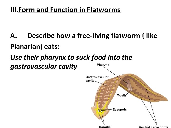 III. Form and Function in Flatworms A. Describe how a free-living flatworm ( like
