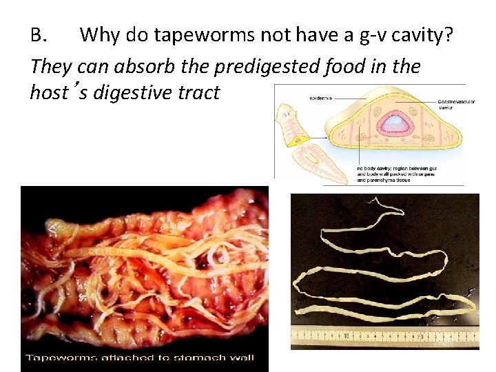 B. Why do tapeworms not have a g-v cavity? They can absorb the predigested
