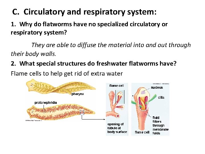 C. Circulatory and respiratory system: 1. Why do flatworms have no specialized circulatory or