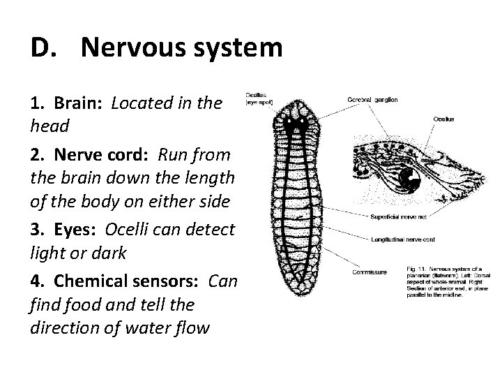D. Nervous system 1. Brain: Located in the head 2. Nerve cord: Run from
