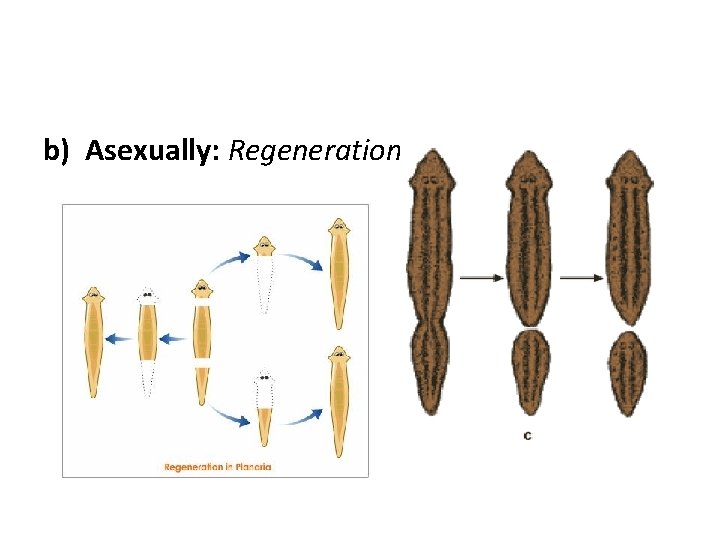 b) Asexually: Regeneration 