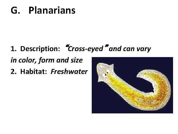 G. Planarians 1. Description: “Cross-eyed” and can vary in color, form and size 2.