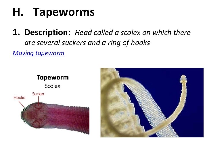 H. Tapeworms 1. Description: Head called a scolex on which there are several suckers