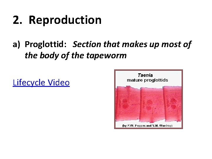 2. Reproduction a) Proglottid: Section that makes up most of the body of the