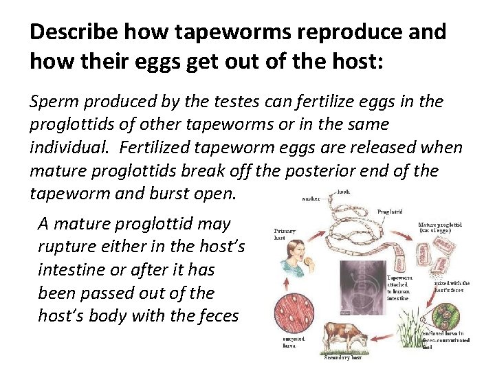 Describe how tapeworms reproduce and how their eggs get out of the host: Sperm