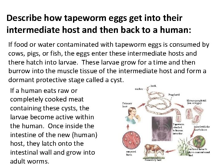 Describe how tapeworm eggs get into their intermediate host and then back to a