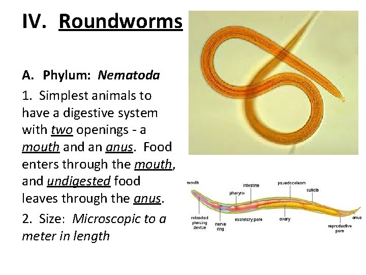 IV. Roundworms A. Phylum: Nematoda 1. Simplest animals to have a digestive system with