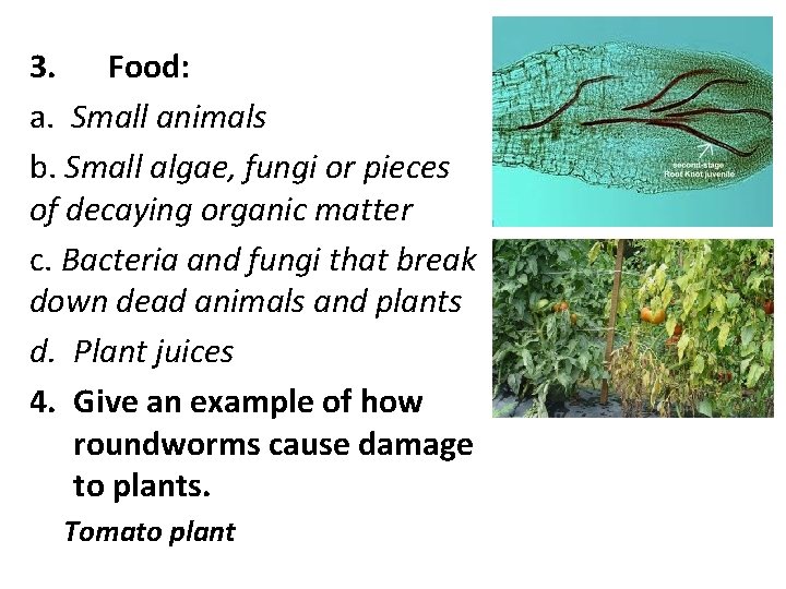 3. Food: a. Small animals b. Small algae, fungi or pieces of decaying organic