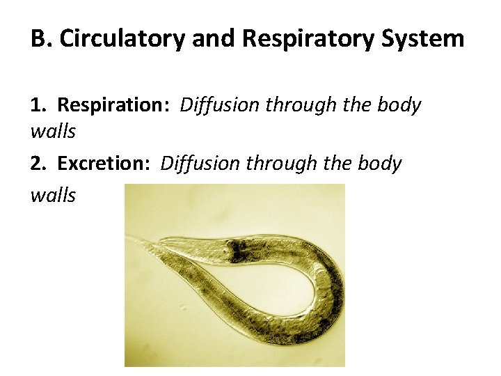 B. Circulatory and Respiratory System 1. Respiration: Diffusion through the body walls 2. Excretion: