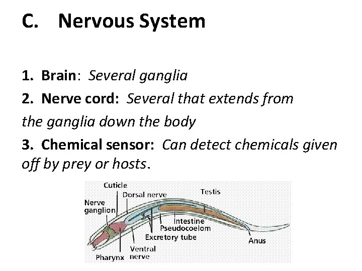 C. Nervous System 1. Brain: Several ganglia 2. Nerve cord: Several that extends from