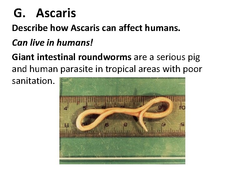 G. Ascaris Describe how Ascaris can affect humans. Can live in humans! Giant intestinal