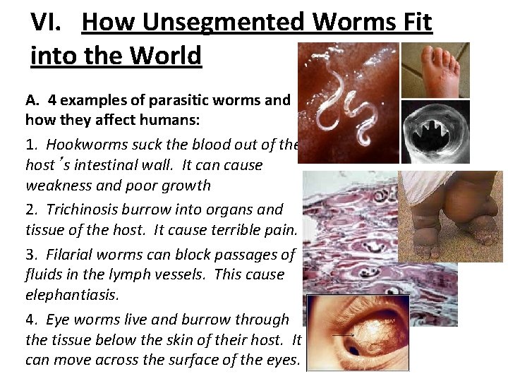 VI. How Unsegmented Worms Fit into the World A. 4 examples of parasitic worms