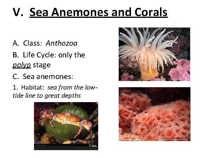 V. Sea Anemones and Corals A. Class: Anthozoa B. Life Cycle: only the polyp