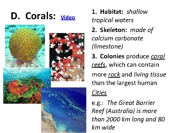 D. Corals: Video 1. Habitat: shallow tropical waters 2. Skeleton: made of calcium carbonate