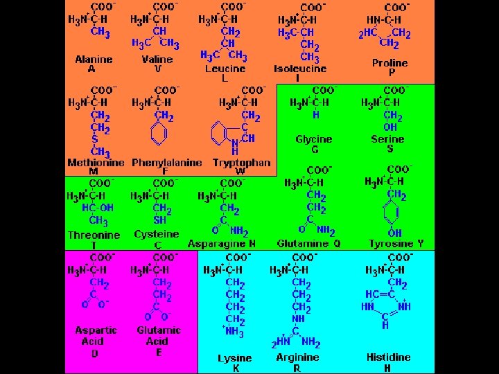 PROTEINS Proteins Composed mainly of Carbon Hydrogen Nitrogen
