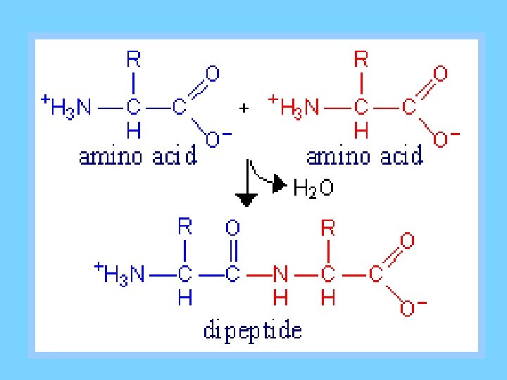 PROTEINS Proteins Composed mainly of Carbon Hydrogen Nitrogen