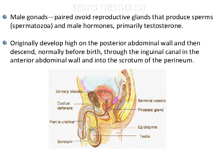 TESTIS (TESTICLES) Male gonads—paired ovoid reproductive glands that produce sperms (spermatozoa) and male hormones,